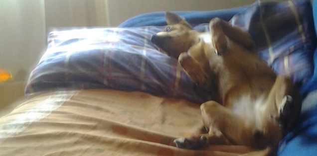 Ecco come dorme la Lilli.. pare un pollo!