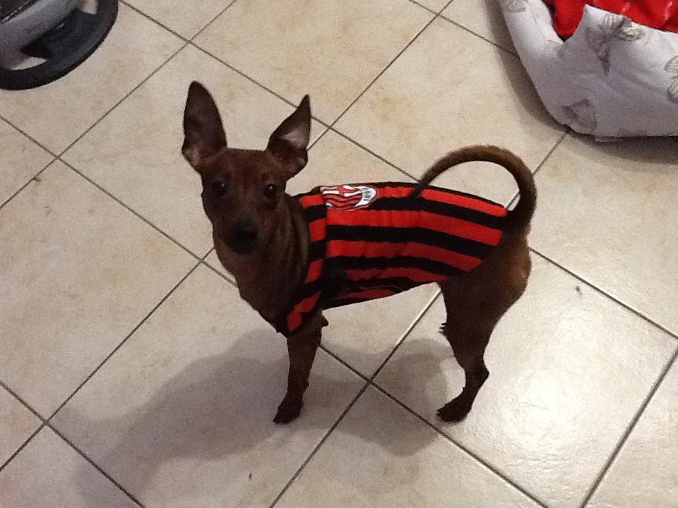Paco milanista Petpassion
