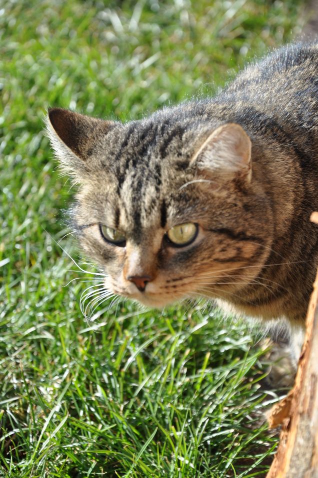 Un Tigrotto a cacci adi farfalle
