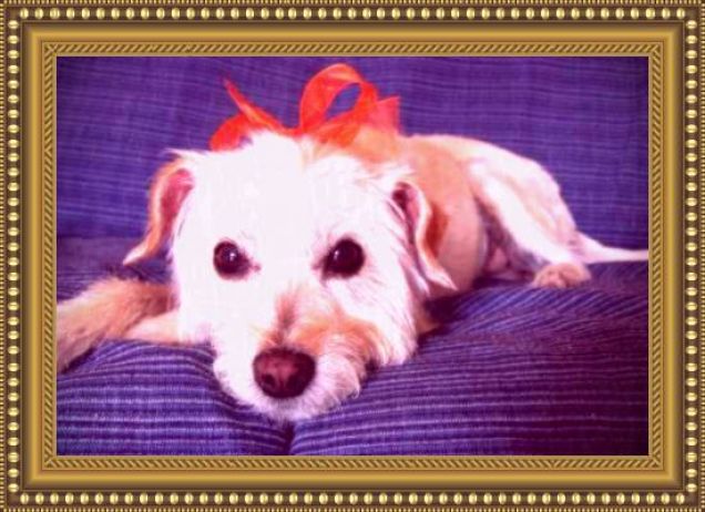 un regalo sotto l'albero...