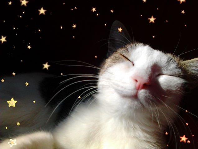 Milu' augura buone feste