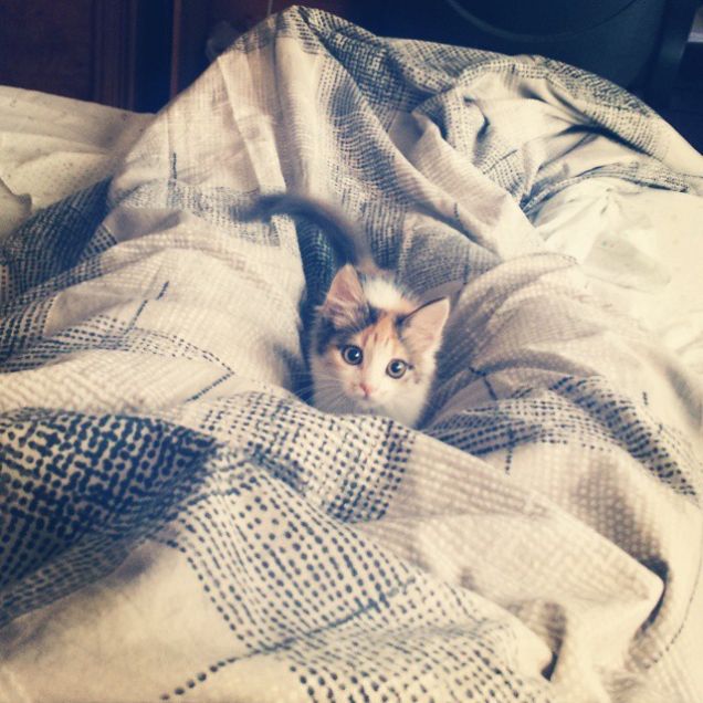 Una micia tra le coperte!