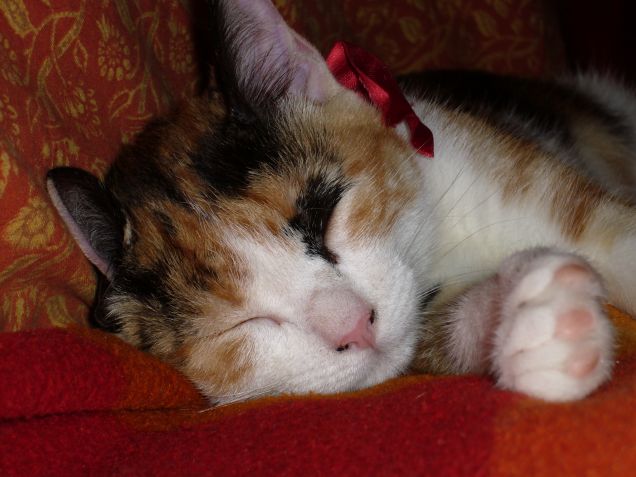 Spighetta fa la nanna