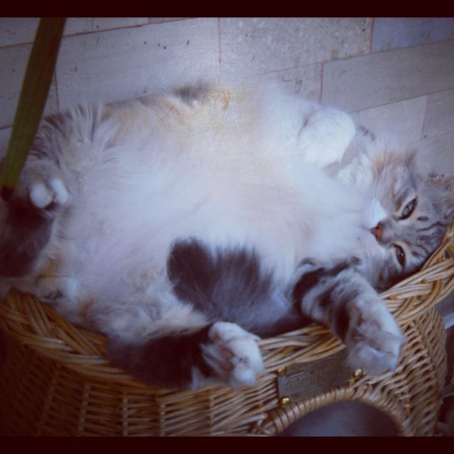 piuma prende il sole