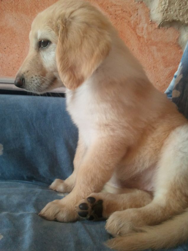 Palla di pelo