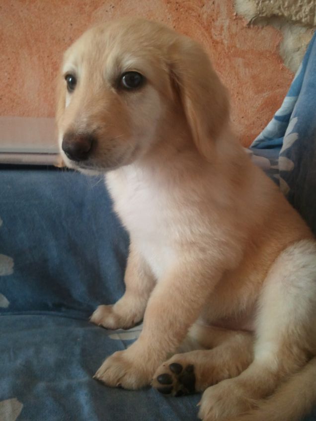 La mia cucciolina appena arrivata