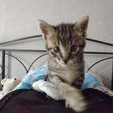 Le prime settimane di Sidoine