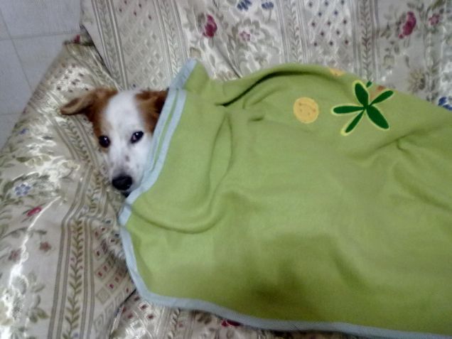 Merry Friskies a tutti ! ZzZzZz....