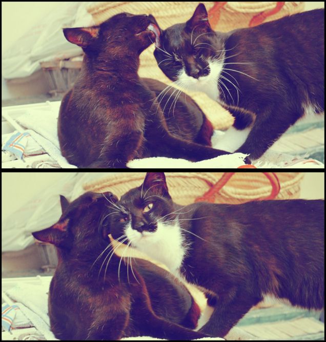 Se ci amiamo non ci estinguiamo