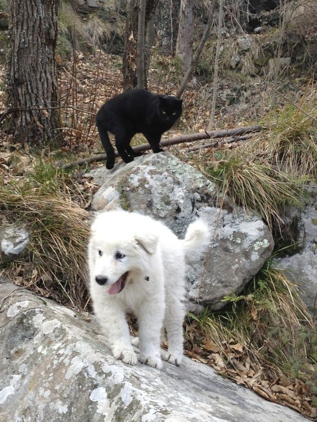 neo e golia nemici amici