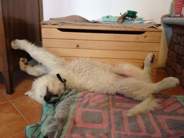 fammi un grattinooo!!!