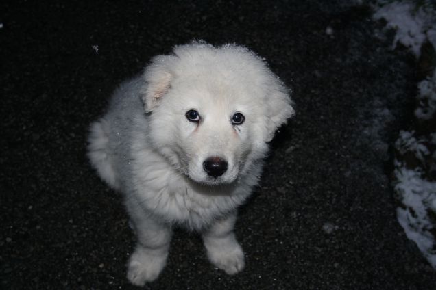 carino e coccoloso hai detto? cosi?