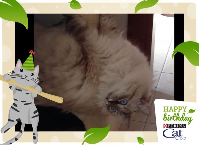BUON COMPLEANNO CAT CHOW