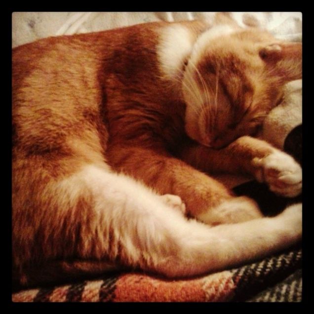 Buone coccolose  feste a tutti gli a-mici