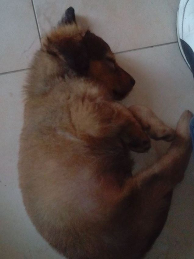 cucciolo miooo *____*