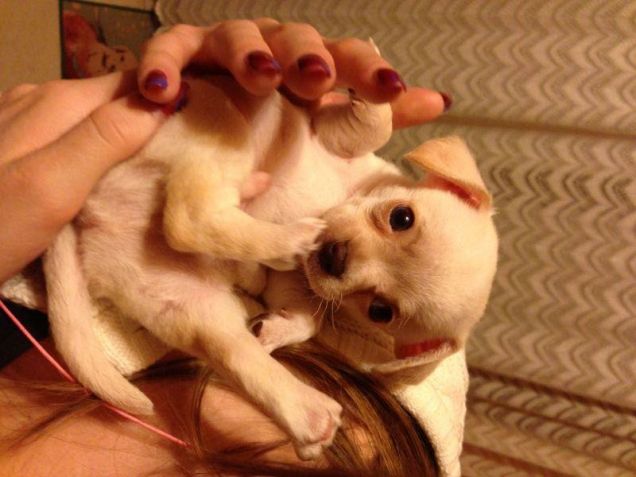 trovarlo sotto l'albero di natale