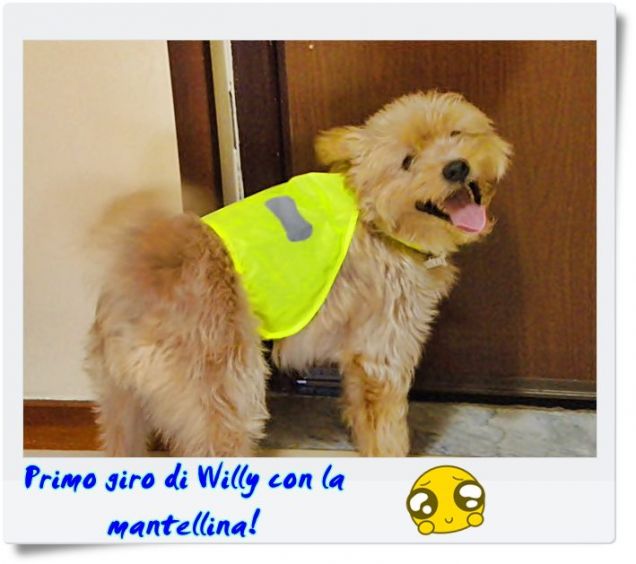 willy e la sua mantellina