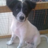 le mille facce di cody