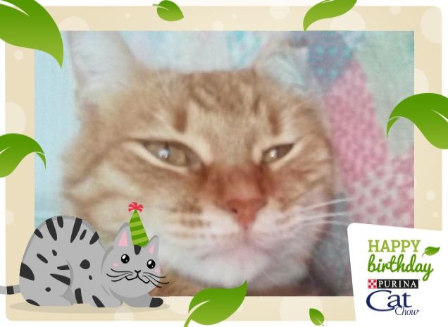 Happy b-day catchow