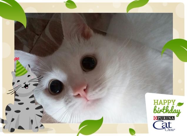 Happy b-day catchow by icy