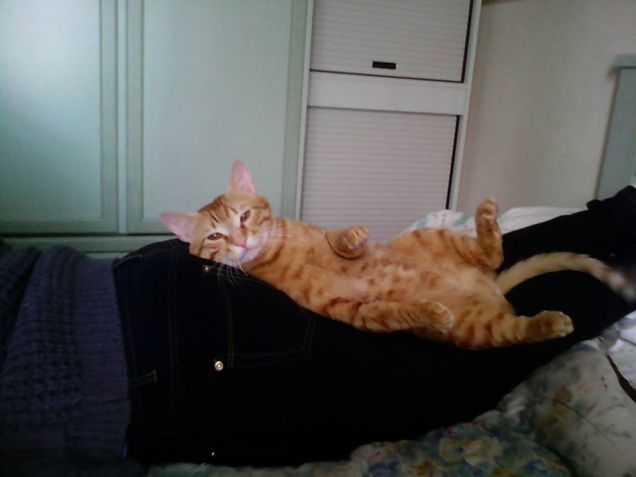 la storia di un gatto che dorme sul sedere