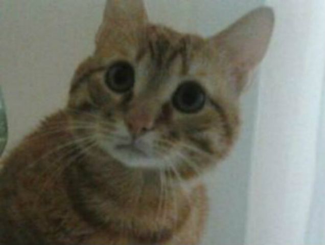 Artemis che guarda allibito