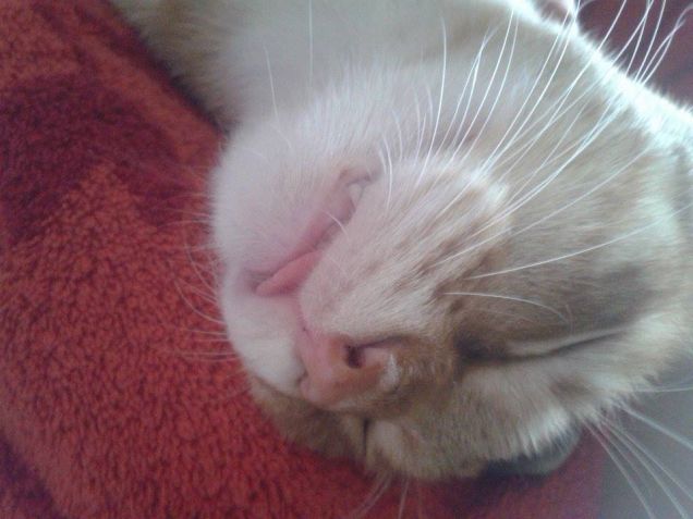 UNA DELLE DORMITE  DI LEGOLAS