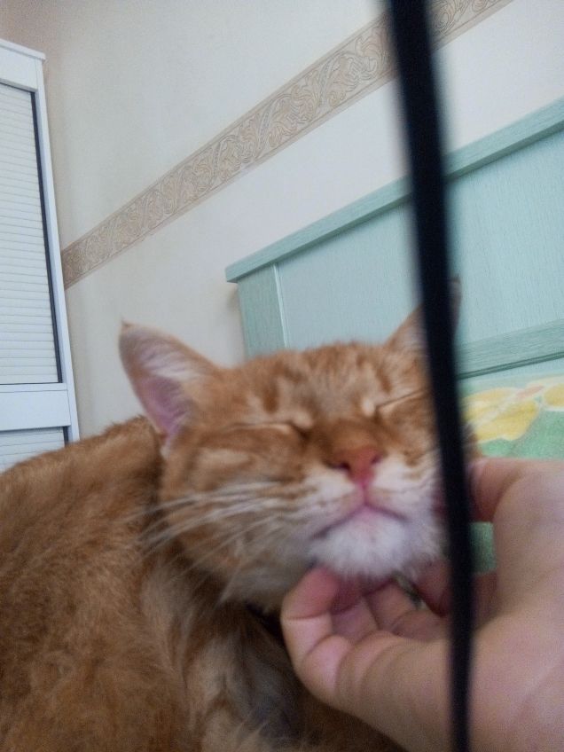 Lego il gattone che ama i grattini 