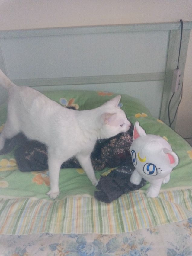 Due gatti messi a confronto 