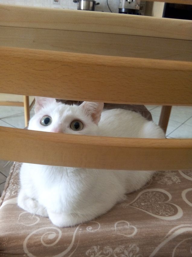 Furbo si vede dagli occhi