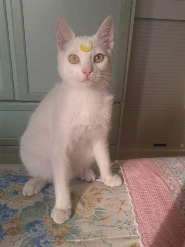 Artemis di sailor moon