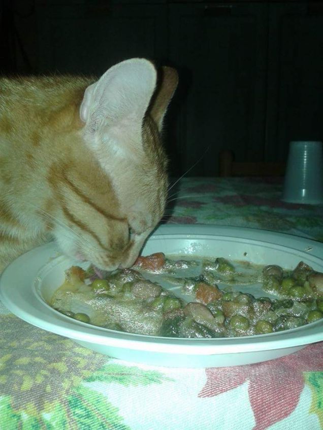 Gatto a dieta