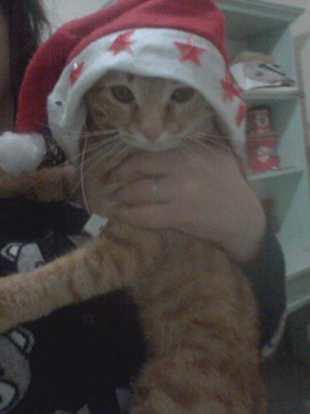 Artemis gatto Natale 