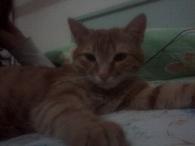 Padrone del mio letto 