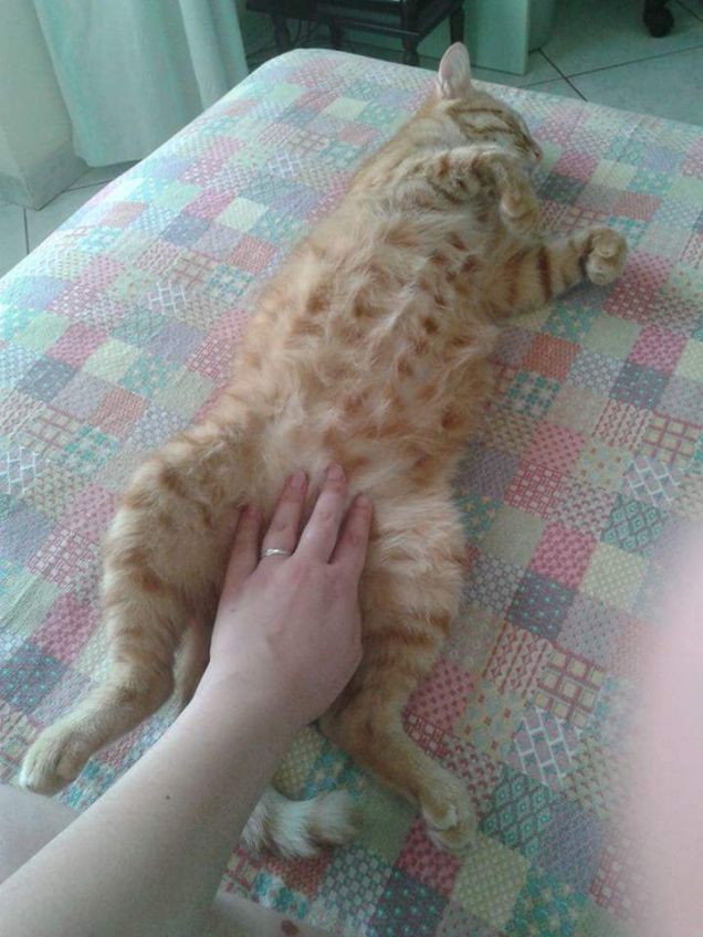 Massaggino al pancino 