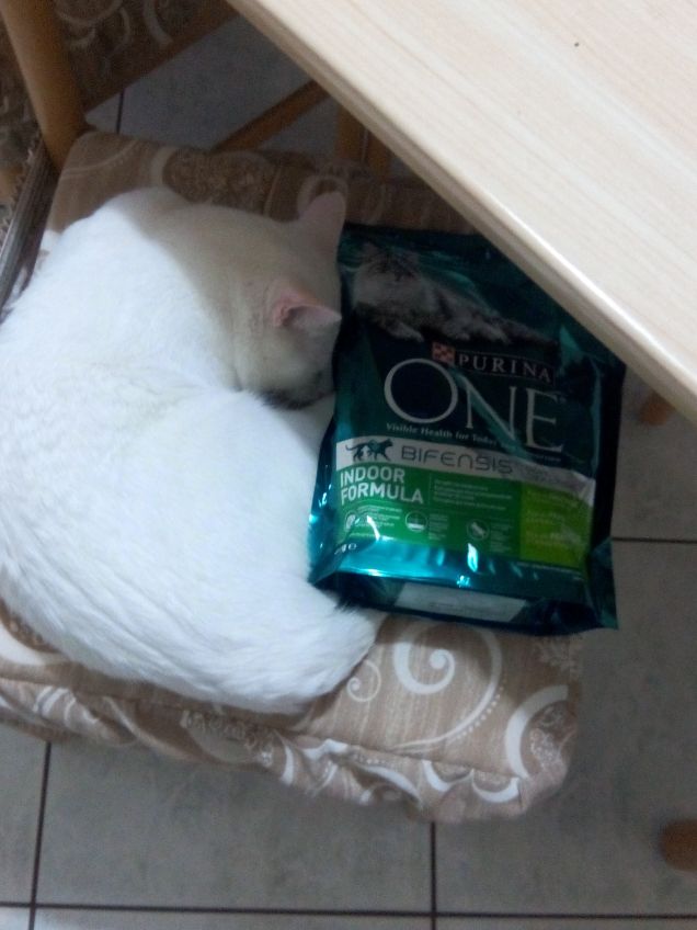 Dormite con la mia pappa 