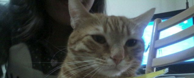 Siamo gatti facciamoci degli sgatti