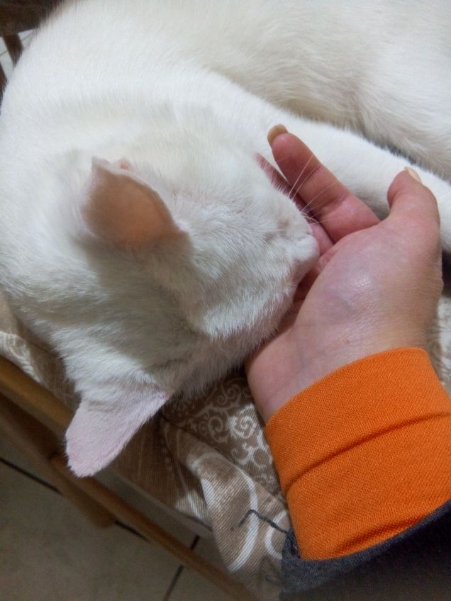 Testa nelle mie mani