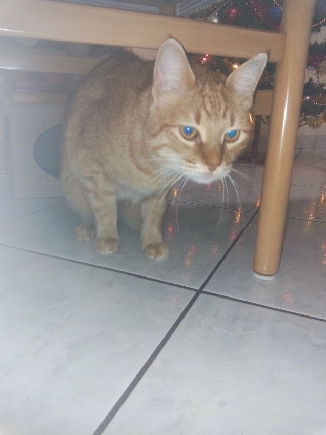 Avvistamento sotto tavola