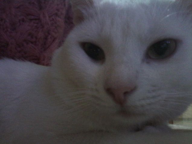 Sguardo accattivante, occhi da birbante