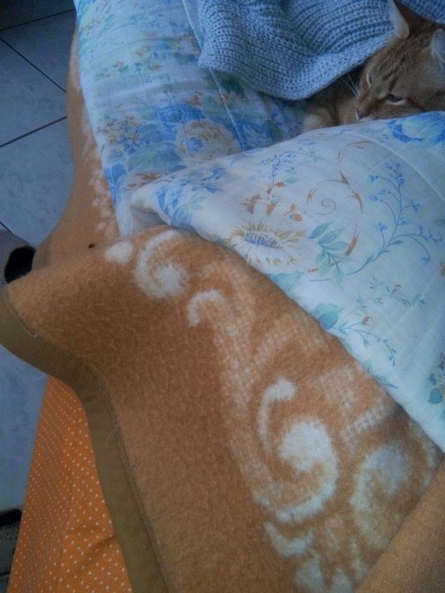 Avvistamento mosca parte 1