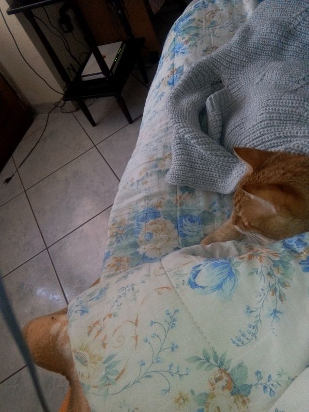 Avvistamento mosca parte 2:a un passo dal prenderla