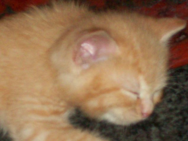 non disturbar il gatto che dorme