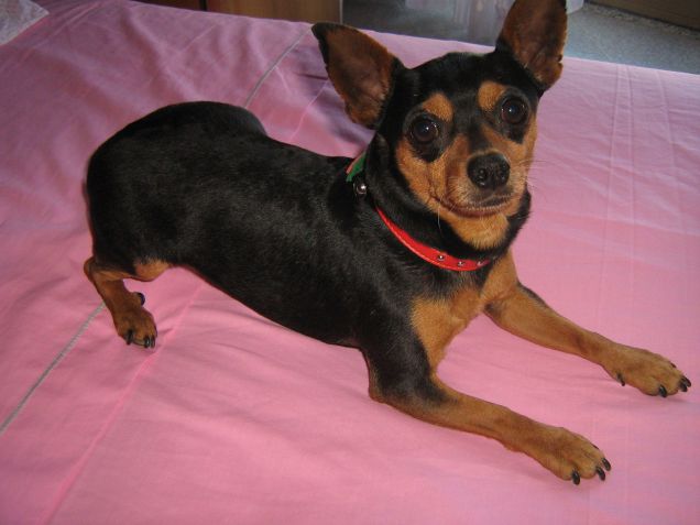 zeus sul mio letto :-) 