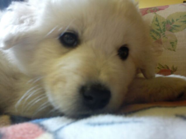 un orsetto polare!!!!!!!!!!!!!