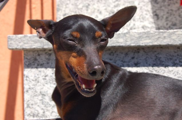 FACCIAMOCI UNA RISATA!!!