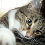 la mia vita con Rosie