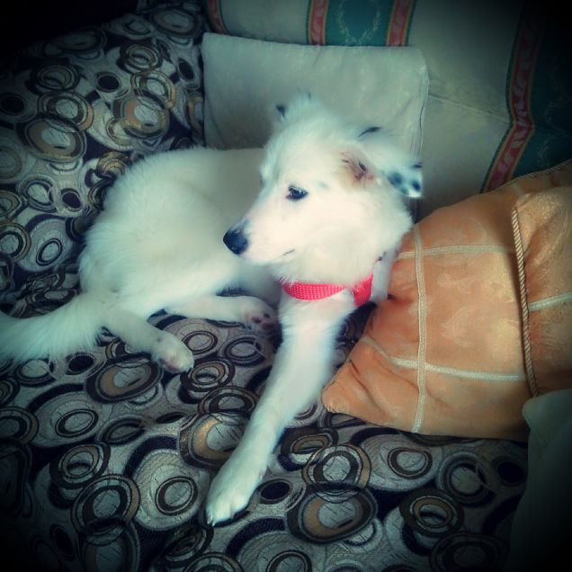 Lola la mia piccola cucciola