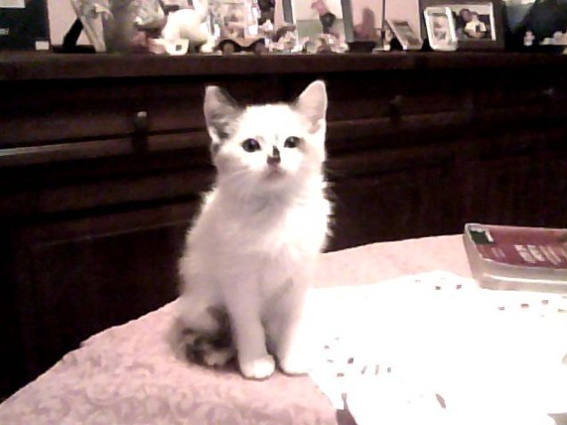 la bellezza in pochi grammi di pelo