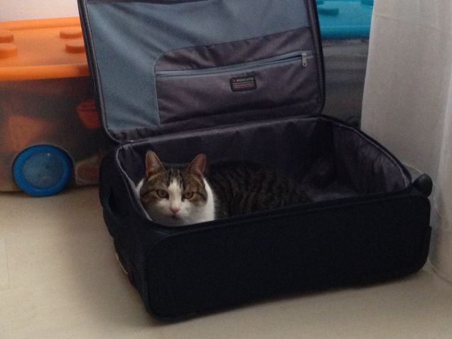 Max nella valigia